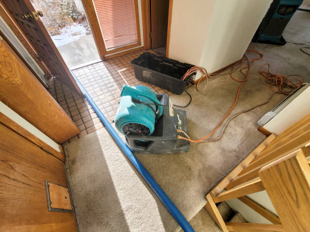 Best Mold removal after water damage  in Gridley, IL