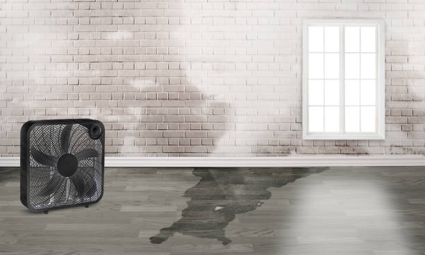 Best Carpet water damage restoration  in Gridley, IL