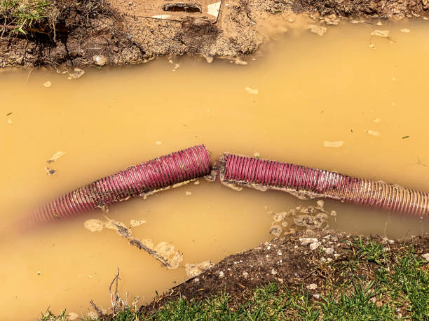 Best Sewage cleanup and water damage restoration  in Gridley, IL